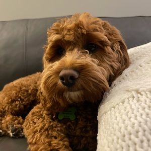 Meet your Posher, Ella